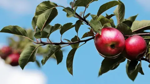 Manzana