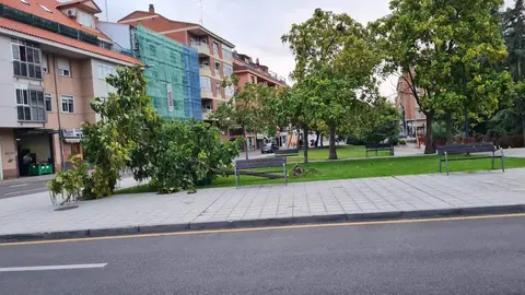 Árbol caido Borrasca Aitor