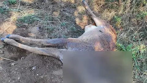 Macho de ciervo abatido a tiros y decapitado para llevarse el trofeo
