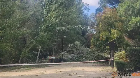 Destrozos Zamora Vientos_5