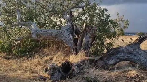 árbol hueco de Morales del Vino