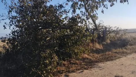 árbol hueco de Morales del Vino