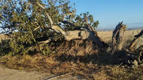 árbol hueco de Morales del Vino_2