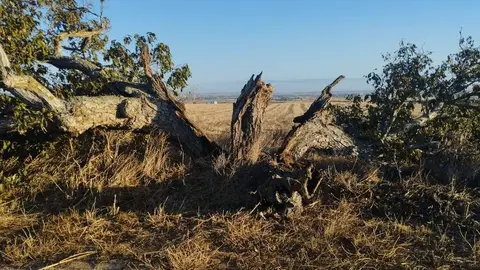 árbol hueco de Morales del Vino_3