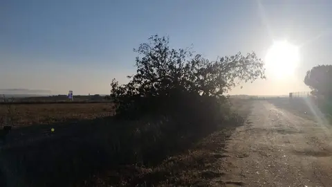 árbol hueco de Morales del Vino_4