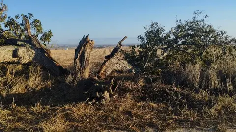 árbol hueco de Morales del Vino_5