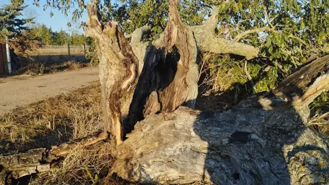 árbol hueco de Morales del Vino_6