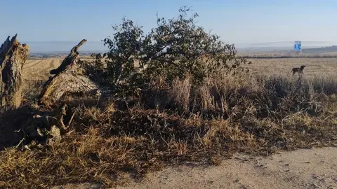 árbol hueco de Morales del Vino_7