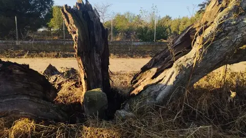 árbol hueco de Morales del Vino_9