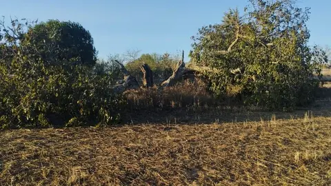 árbol hueco de Morales del Vino_10