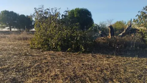 árbol hueco de Morales del Vino_11