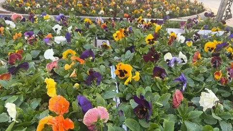 flores Plaza Sagasta _3