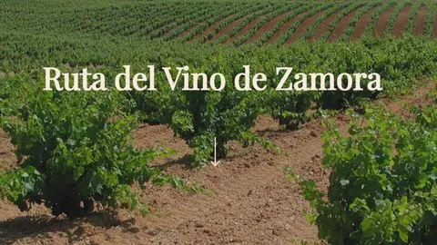 Ruta del Vino Zamora