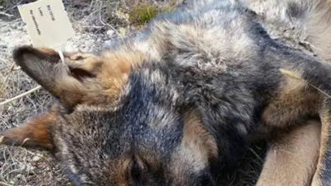 Figura 1_Uno de los 1847 lobos cuya caza fue autorizada por JCyL