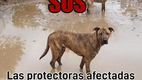 Animales afectados DANA