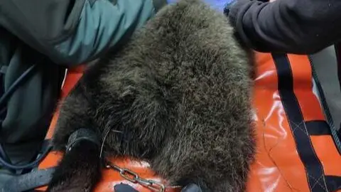 El osezno de Barniedo