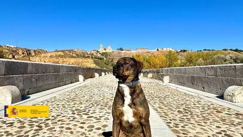 Animales Abandonados en Toro