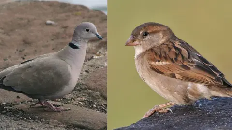 Tórtola turca (izquierda) y gorrión común (derecha)