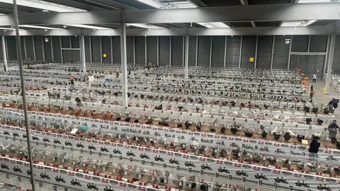 Concurso Nacional de Avicultura, Colombicultura y Cunicultura