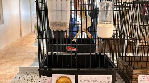 clausura del XLIII Concurso-Exposición Ornitológico