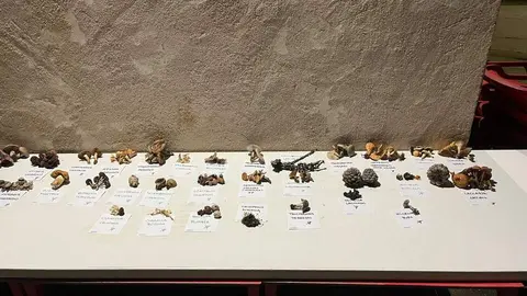 Jornadas Gastronómico-Micológicas de Pozuelo de Vidriales (3)