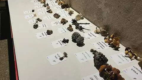 Jornadas Gastronómico-Micológicas de Pozuelo de Vidriales (10)