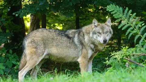 Lobo Archivo