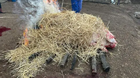 matanza del cerdo en la provincia de Zamora