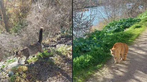 gatos perdidos zamora