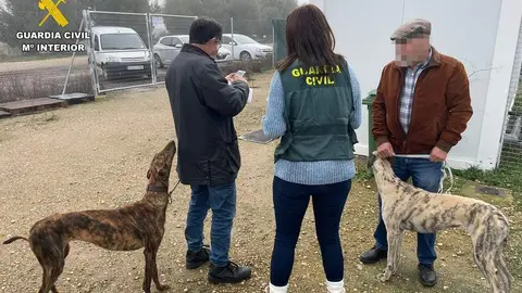 La Guardia Civil de Zamora logra identificar y recuperar los galgos robados en la provincia