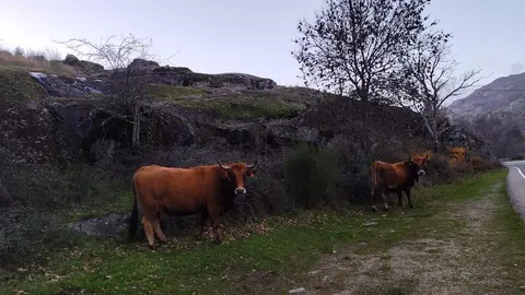 imagen de archivo vacas