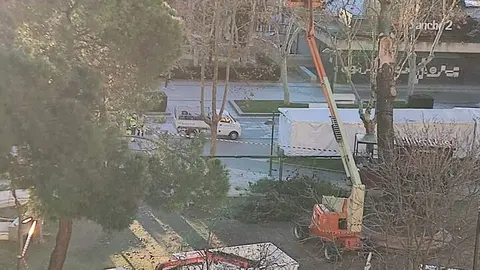 efectivos de Zamora limpiando en la Marina la zona del árbol caido