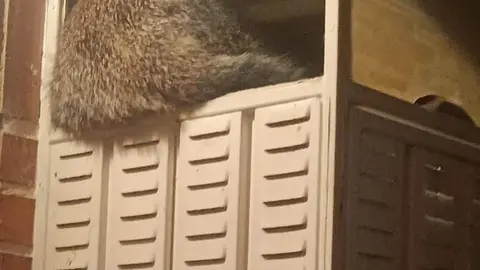 Zorro rescatado, Interbenvanete