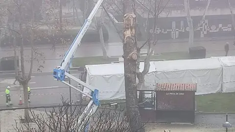 tala del pino de La Marina