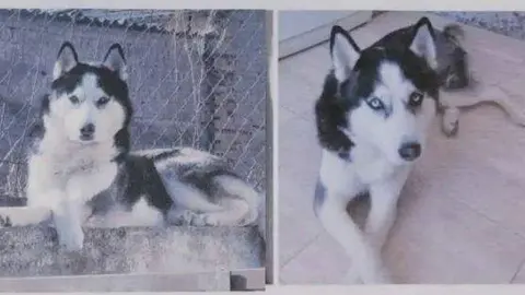 Golfo, perro perdido