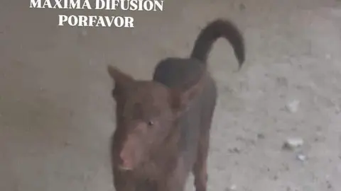 Perra perdida Sayago