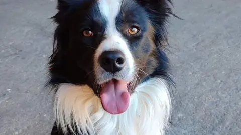 Jack, perro desaparecido