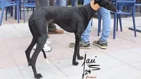 Perra de Competición robada