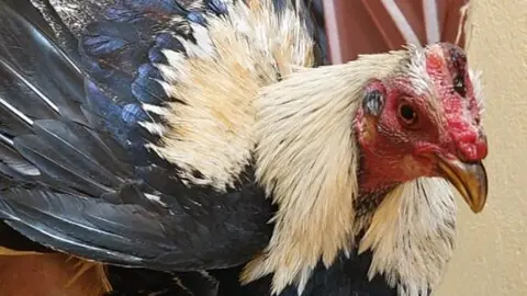 Gallos perdidos Soria