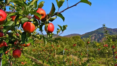 El Espinal Fermoselle