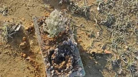 Huellas Cementerio Mascota Morales