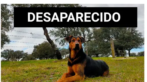 Perro desaparecido Ledesma