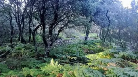 Helecho. Por Riofrío de Aliste