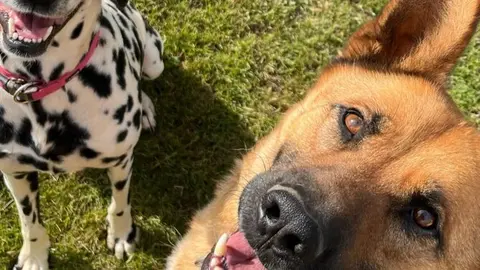 Perros Perdidos Valdeperdices