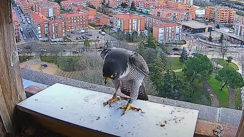 Halcón peregrino
