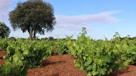 Viñedo Sierra de la Culebra