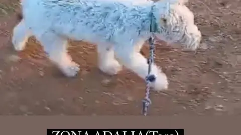 Chucky, perro desaparecido Toro