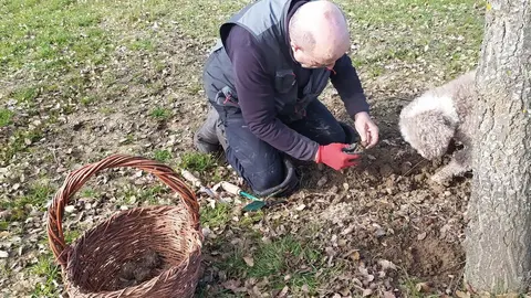 hombre recolectando trufa
