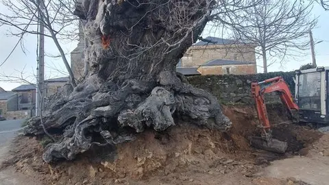 castaño de Vime de sanabria