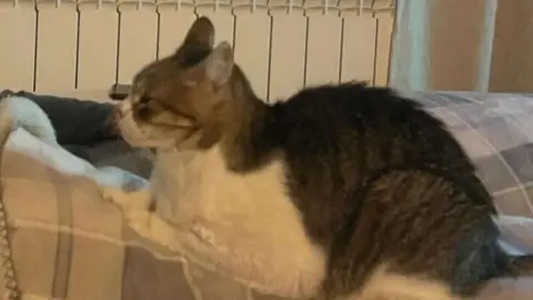 Gato perdido Coreses